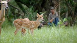 دنیای حیوانات  بازی کردن بوقلمون های وحشی آهو  Wild Turkeys Play with Deer