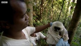 دنیای حیوانات  لِمورهای ابریشمی بسیار کمیاب  Rare Silky Sifaka Lemurs