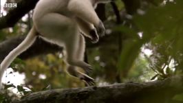 دنیای حیوانات  کشتی گرفتن لِمور جوان لِمور بالغ  Young Lemur Wrestles