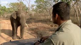 دنیای حیوانات  رفتار درست مقابل فیل های غول پیکر هندی  Giant Indian Elephant