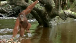 دنیای حیوانات  سنگ خوردن اورانگوتان گرسنه  Hungry Orangutan Tries to eat Rocks