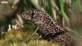 دنیای حیوانات  خزندگان زیبای بریتانیا  Reptiles of Britain