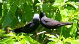 دنیای حیوانات  اظهار عشق پرنده نر جنگلی به ماده  Noddy Birds Perform Courtship