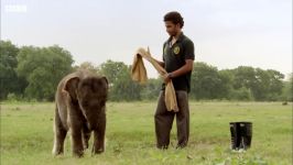 دنیای حیوانات  دوستی بچه فیل معلول مرد جوان  Three Legged Orphan Elephant