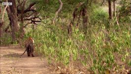 دنیای حیوانات  فرار هیجان انگیز گوزن چنگال ببر  Deer Escapes Tiger