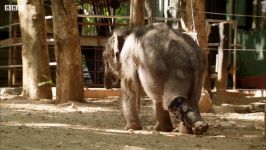 دنیای حیوانات  یتیم خانه بچه فیل ها  Feeding Time at the Elephant Orphanage