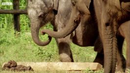 دنیای حیوانات  دوست تازه برای بچه فیل معلول یتیم  Three Legged Orphan Elephant