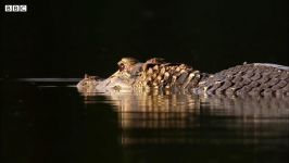 دنیای حیوانات  حمله خانواده سمورها به تمساح  Otter Family Attacks Caiman