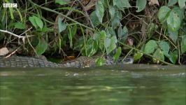 دنیای حیوانات  کشتن تمساح توسط خانواده سمورها  Otter Family Kills Caiman