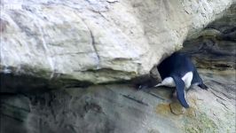 دنیای حیوانات  حمله شکارچی به پنگوئن صخره ای جوان  Young Rockhopper Penguin