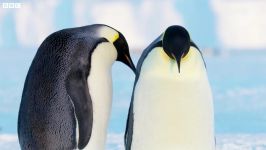 دنیای حیوانات  بازی عجیب پنگوئن امپراطور برف  Emperor Penguins Snowball