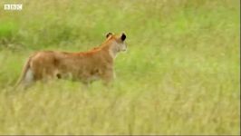 دنیای حیوانات  تبدیل شدن توله شیرهای کوچک به شکارچیان بیرحم  Lions Cute Cubs