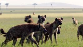 دنیای حیوانات  حمله گروه کفتارها به شیر نر  Lion Attacked by Pack of Hyenas