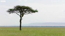 دنیای حیوانات  گیر افتادن شیر در بالای درخت  Lion Is Stuck In A Tree