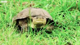 دنیای حیوانات  مبارزه شیر خنگ لاک پشت دریایی  Lion VS Terrapin