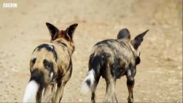 دنیای حیوانات  راز بقای شغال ها  Painted Wolves Survival