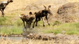 دنیای حیوانات  مبارزه سگ های وحشی آفریقایی شیرها  Wild Dogs vs Lioness