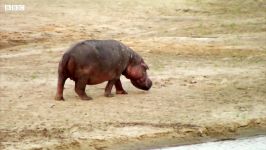 دنیای حیوانات  مبارزه اسب آبی برای سلطه بر آب  Hippos Struggle for Water