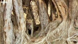 دنیای حیوانات  توله پلنگ شکار کردن را یاد می گیرد  Leopard Cub Learns Hunt