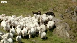 دنیای حیوانات  دنیای شگفت انگیز سگ های چوپان  Amazing Welsh Shepherd Dogs