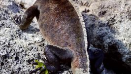 دنیای حیوانات  زنده ماندن ایگوانای دریایی در تغییرات جوی  Iguanas Surviving