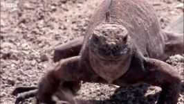 دنیای حیوانات  شکار ایگوانا دریایی توسط شاهین  Hawk Hunts Marine Iguanas