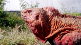 دنیای حیوانات  ایگوانا صورتی رنگ کمیاب ترین سوسمار در جهان  The Pink Iguana