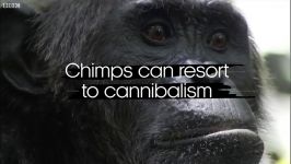 دنیای حیوانات  چیزهایی باید در مورد شامپانزه ها بدانید  Things About Chimps