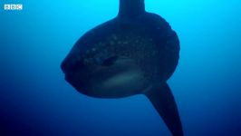 دنیای حیوانات  فیلمبرداری خورشید ماهی غول پیکر  Enormous Ocean Sunfish