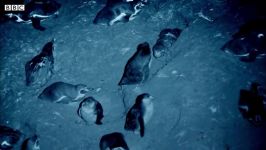 دنیای حیوانات  مبارزه پنگوئن خفاش خون آشام  Penguins Fight Vampire Bats