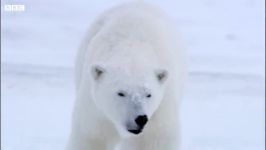 دنیای حیوانات  حمله خرس قطبی گرسنه به عوامل فیلمبرداری  Hungry Polar Bear