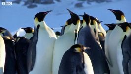 دنیای حیوانات  مبارزه پنگوئن های امپراطور برای جفتگیری  Emperor Penguins Fight