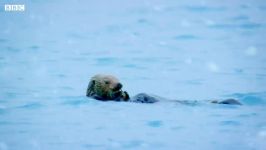 دنیای حیوانات  مرگ سمور آبی در آب های یخ زده  Otter Loses in Freezing Waters