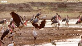 دنیای حیوانات  مبارزه لک لک عقاب ماهیخوار  Marabou Stork VS Fish Eagle