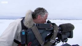 دنیای حیوانات  عوامل فیلم مستند در محاصره 13 خرس قطبی وحشی  Wild Polar Bears
