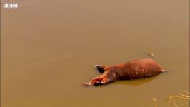 دنیای حیوانات  حمله اسب های آبی به کروکودیل  Hippos Attack Crocodiles