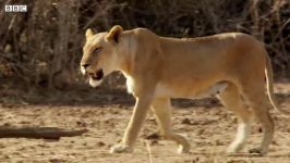 دنیای حیوانات  نوازش توله شیرهای تازه متولد شده توسط مادر  Liones Newborn Cubs