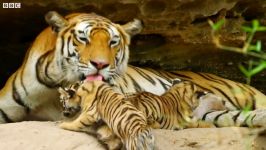 دنیای حیوانات  بازی کردن توله ببرهای زیبا بامزه  Cute Tiger Cubs Playing