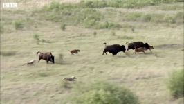 دنیای حیوانات  شکار بوفالو بچه اش توسط گرگ ها  Wolves Hunt Buffalo and Calf