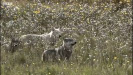 دنیای حیوانات  گرگ های بسیار گرسنه برای شکار می روند  Starving Wolves Go Hunt