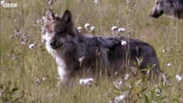 دنیای حیوانات  استراتژی عجیب گرگ ها برای شکار بوفالو  Wolves Strategic Hunting