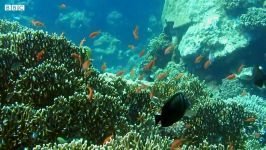 دنیای حیوانات  زندگی باورنکردنی صخره های مرجانی  Sea Life Red Sea Coral Reef
