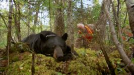 دنیای حیوانات  کشته شدن غم انگیز خرس سیاه توسط شکارچی  Black Bear Killed