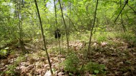 دنیای حیوانات  خرس سیاه نشانه گذاری قلمرو  Black Bear Scent Marking