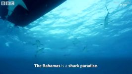 دنیای حیوانات  کوسه ها در خلیج باهاماس  Sharks in the Bahamas