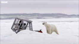 دنیای حیوانات  حمله وحشتناک خرس قطبی وحشی  Wild Polar Bear Tries To Break In