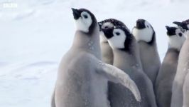 دنیای حیوانات  مقاومت جوجه پنگوئن ها در مقابل شکارچی  Penguin Chicks Predator