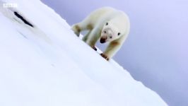 دنیای حیوانات  فوتبال بازی خرس قطبی دوربین مخفی  Polar Bears Play Football