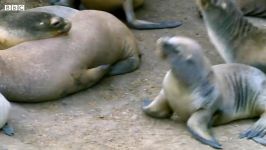 دنیای حیوانات  مبارزه پنگوئن فوک خزدار  Humboldt Penguins Fight Fur Seals