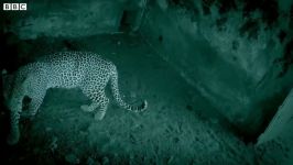دنیای حیوانات  گیر افتادن بچه گراز وحشی در دام پلنگ  Baby Warthog Leopard